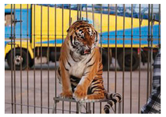 Captive tiger in a circus cage