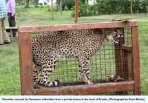 Cheetah rescued by Tanzanian authorities from a private house in the town of Arusha (Photograph by Rose Mosha)